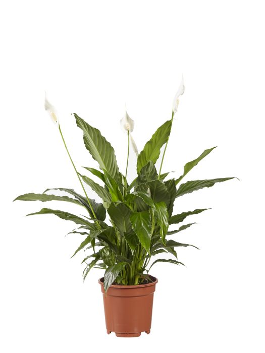 Lepelplant Spathiphyllum Vivaldi