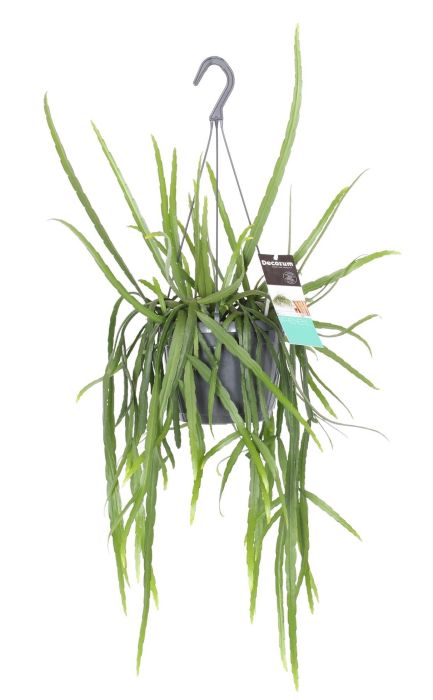 Lepismium bolivianum