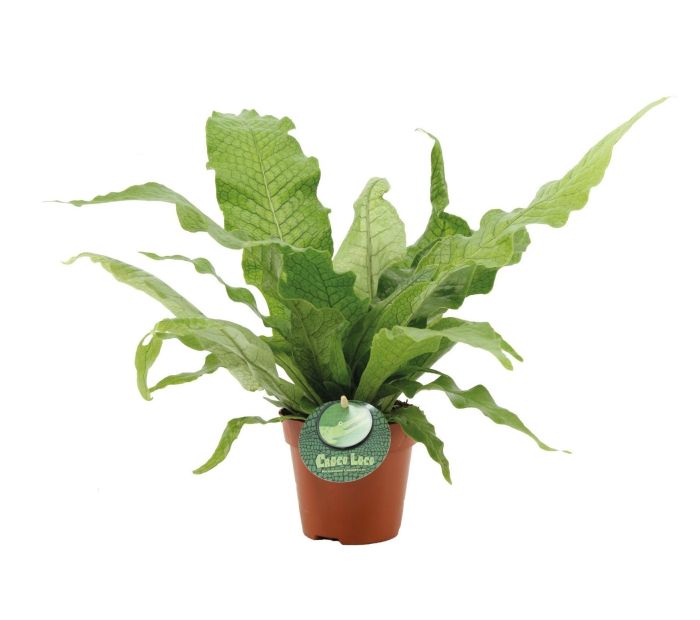 Microsorum Crocodyllus