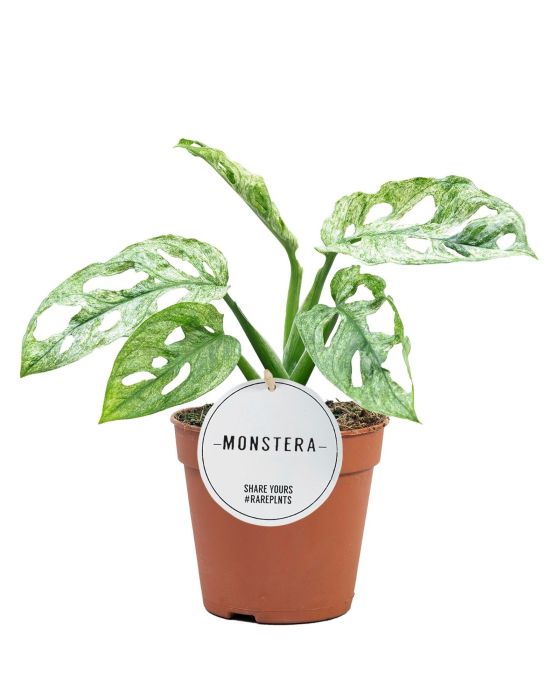 Monstera Adansonii Mint
