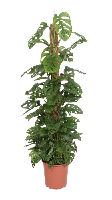 Monstera adansonii Monkey Leaf (mosstok)