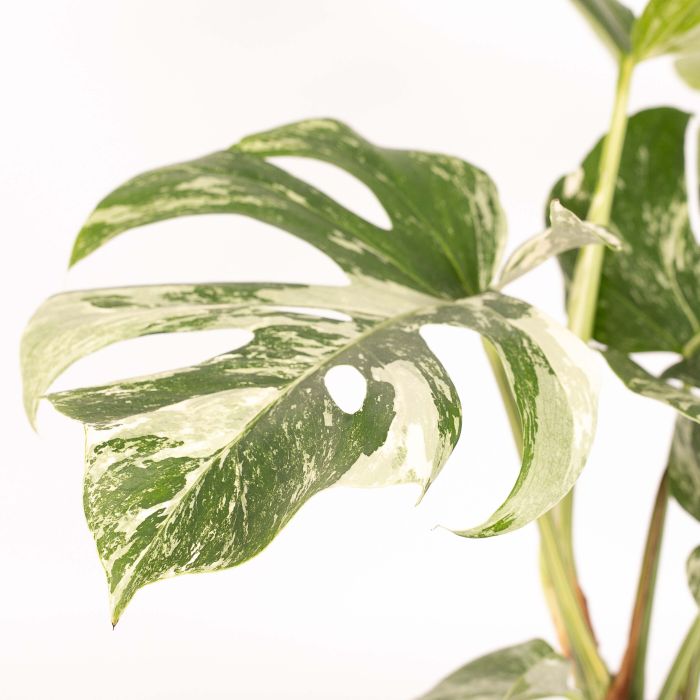Monstera deliciosa 'Variegata'
