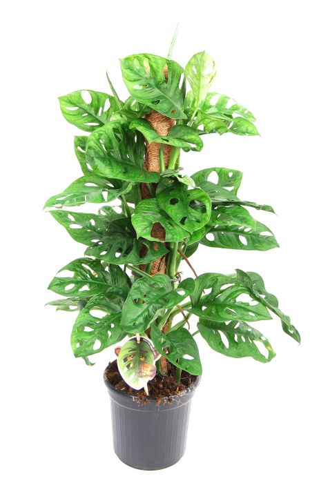 Monstera Monkey Leaf met mosstok