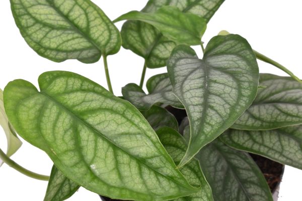 Creating a Plant Care Routine That Works for You (and Your Plants)