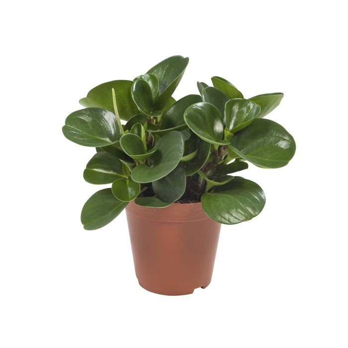 Peperomia obtusifolia