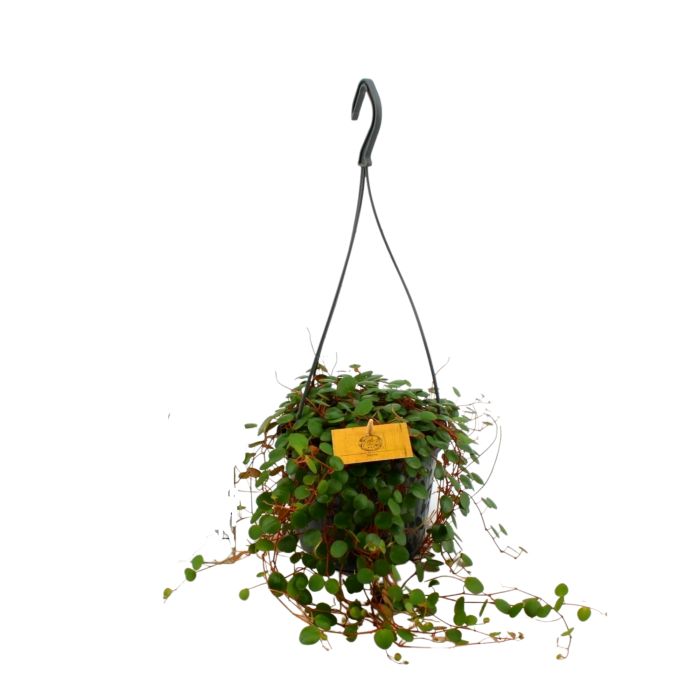 Peperomia 'Pepperspot' (hangplant)
