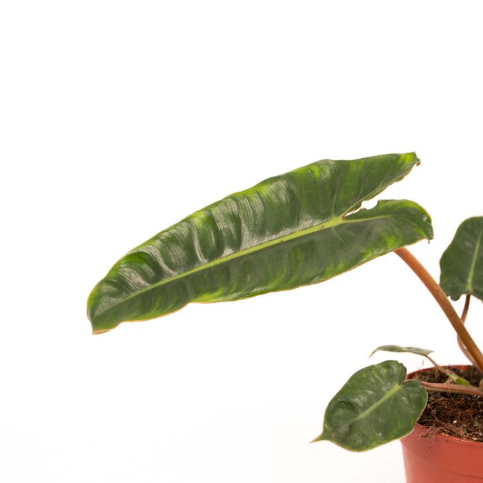 Philodendron Billietiae