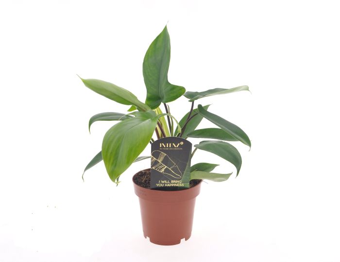Philodendron Florida Green
