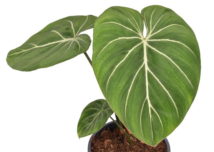 Philodendron Gloriosum 'Zebra'