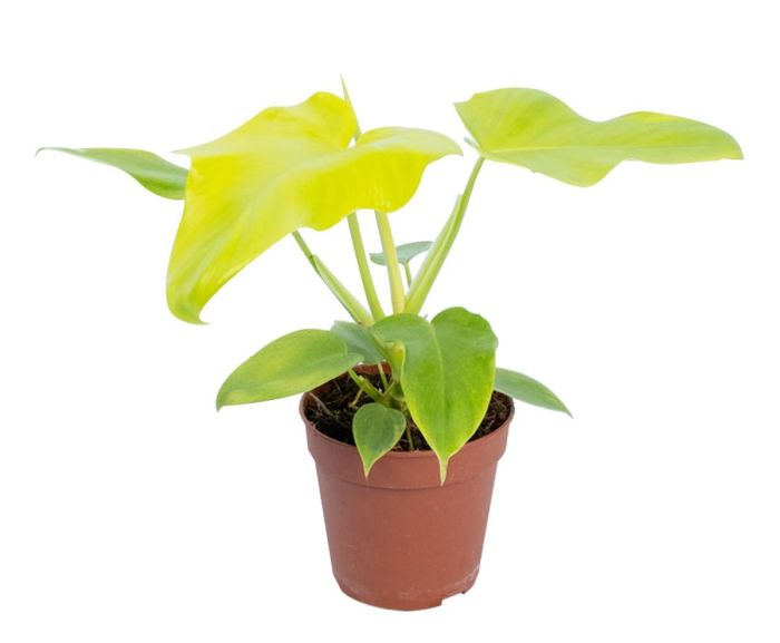 Philodendron Golden Violin