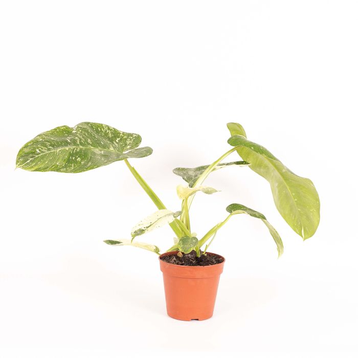 Philodendron Jose Buono