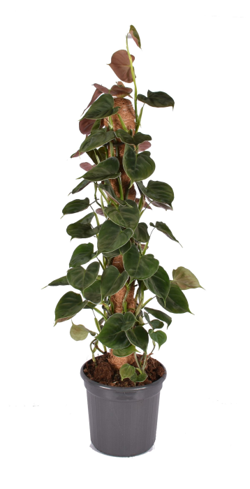 Philodendron Lupinum (mosstok)