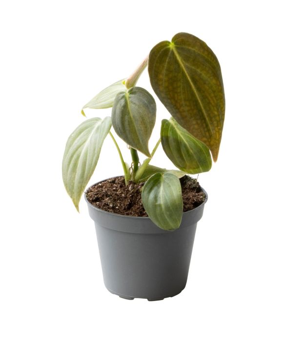 Philodendron Melanochrysum