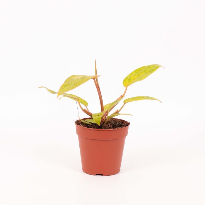 Philodendron Painted Lady