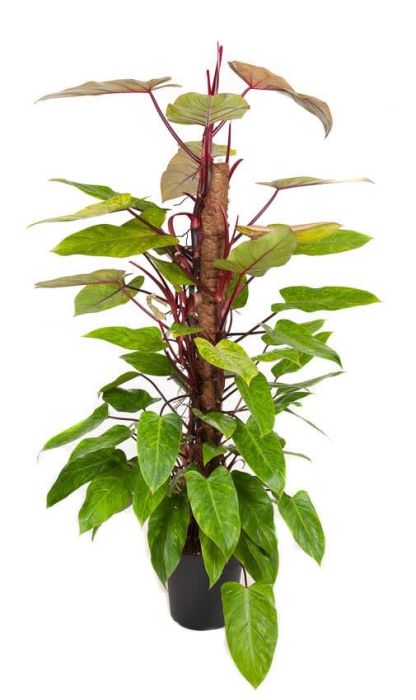 Philodendron ‘Painted Lady’ (mosstok)