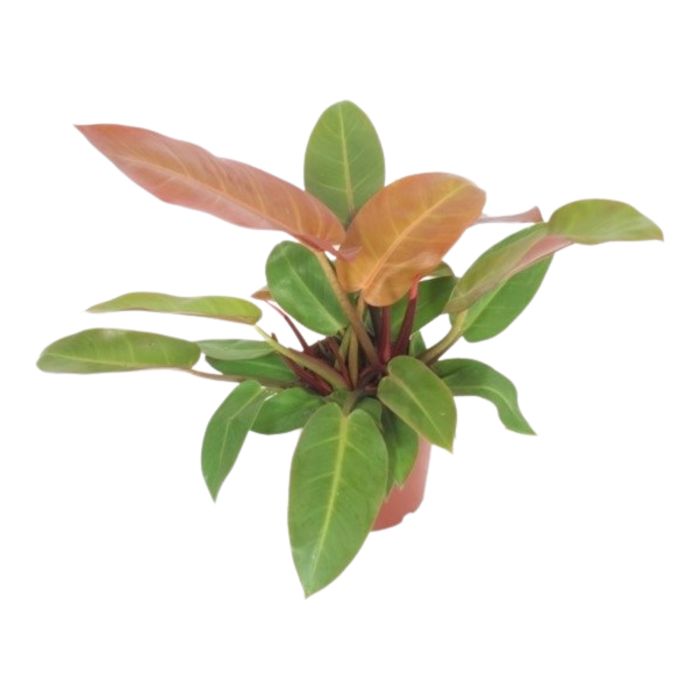 Philodendron Prince of Orange 