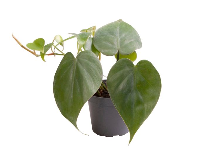 Philodendron scandens