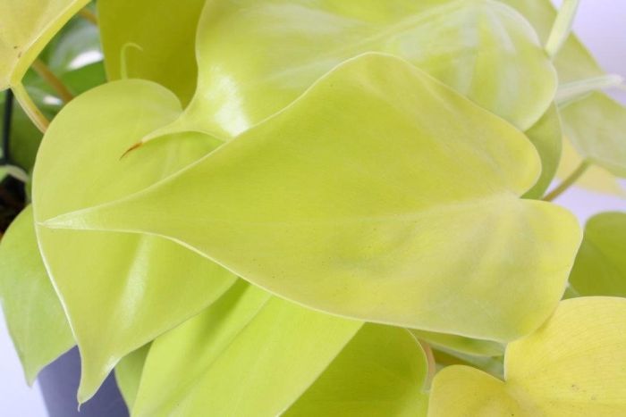 Philodendron scandens 'Lemon Lime' (hangplant)