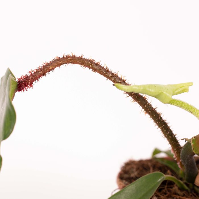 Philodendron Squamiferum