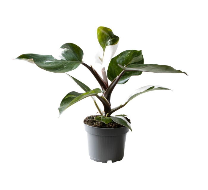 Philodendron 'White Knight'