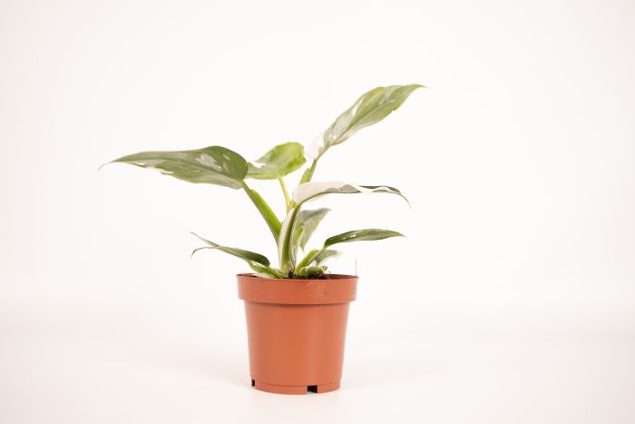 Philodendron White Princess