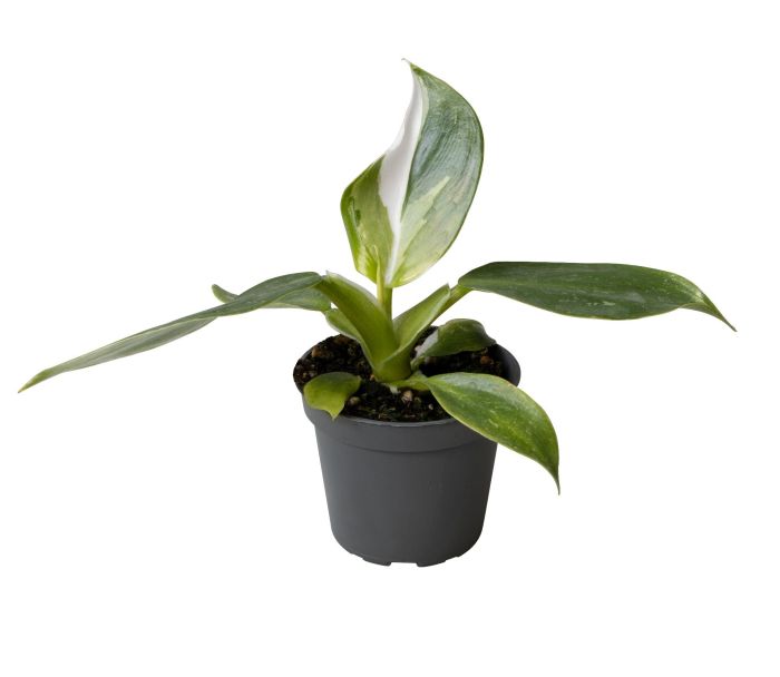 Philodendron White Wizard