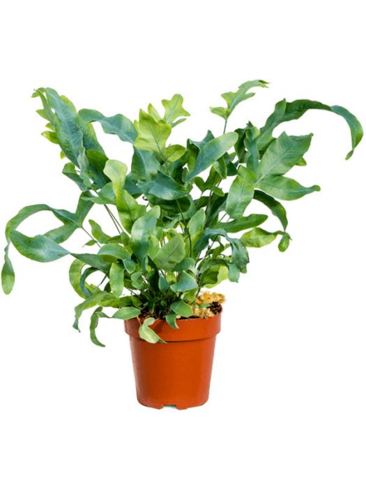 Phlebodium aureum 'Blue Star'