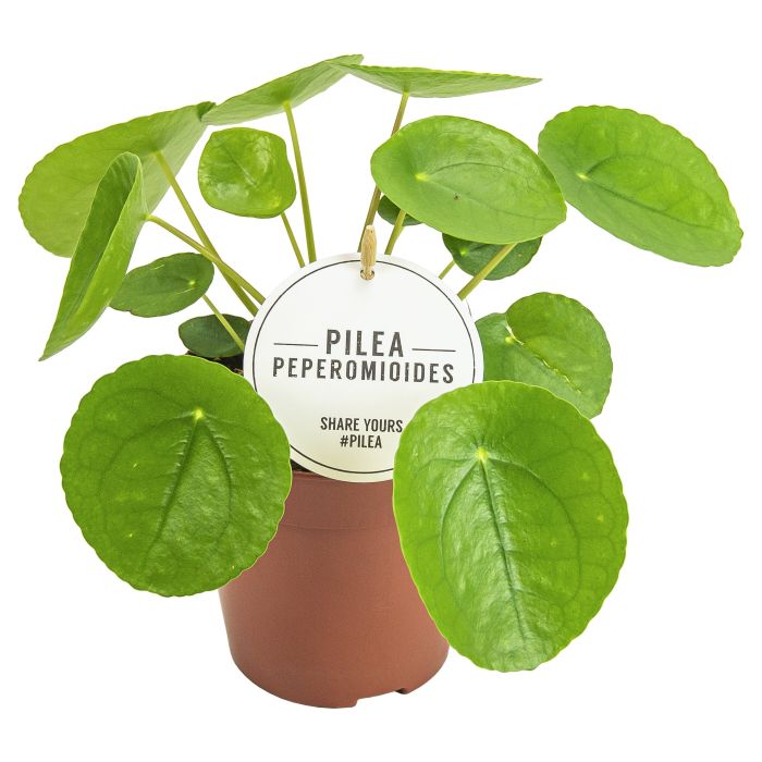 Pilea Peperomioides