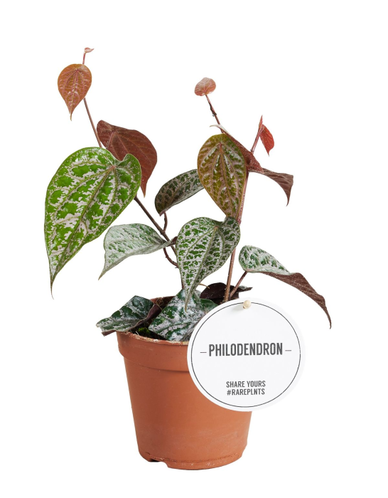 Philodendron Crocatum