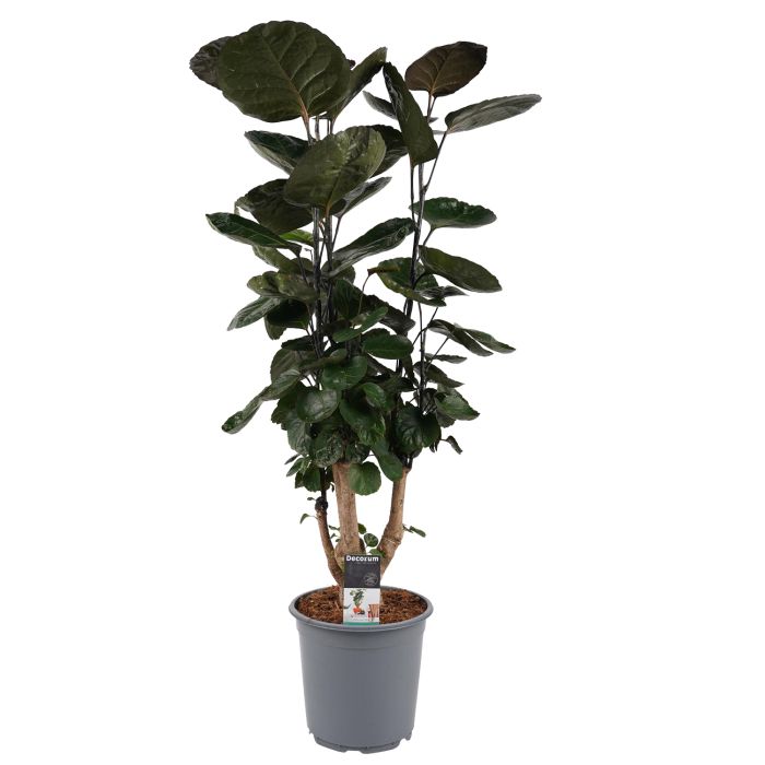 Polyscias Fabian (vertakt)