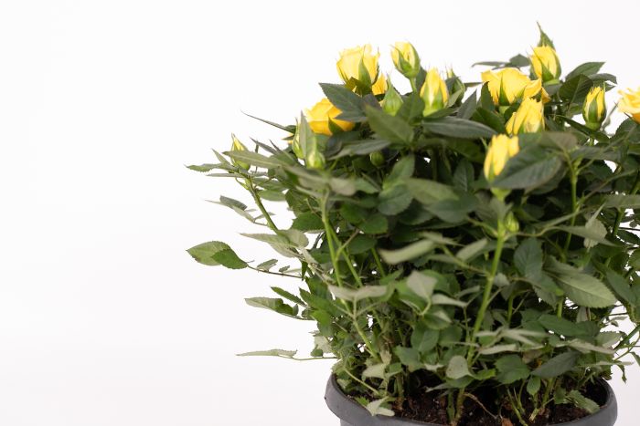 Rosa Jewel Patio Amazing 