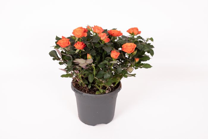 Rosa Jewel Patio Orange