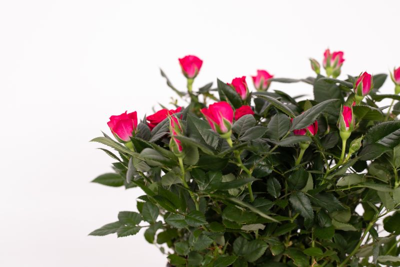 Título de noticia 6