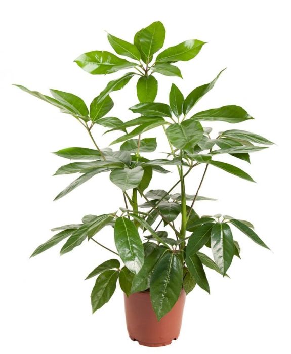 Schefflera Amate