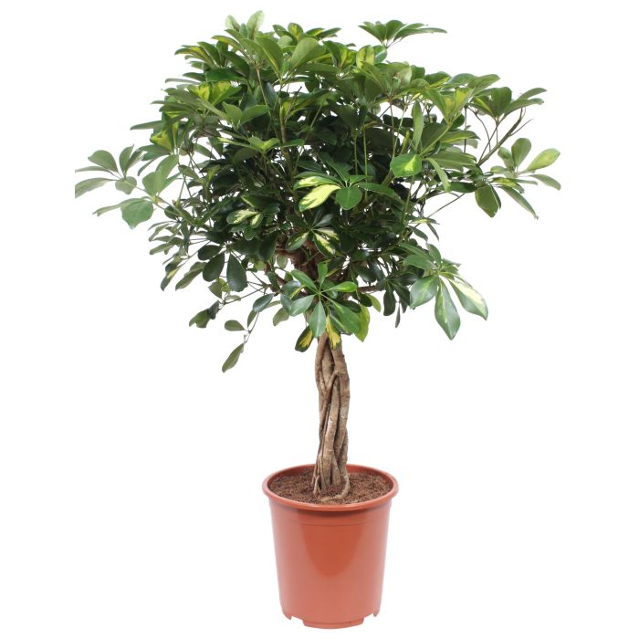 Schefflera Arboricola Gold Capella