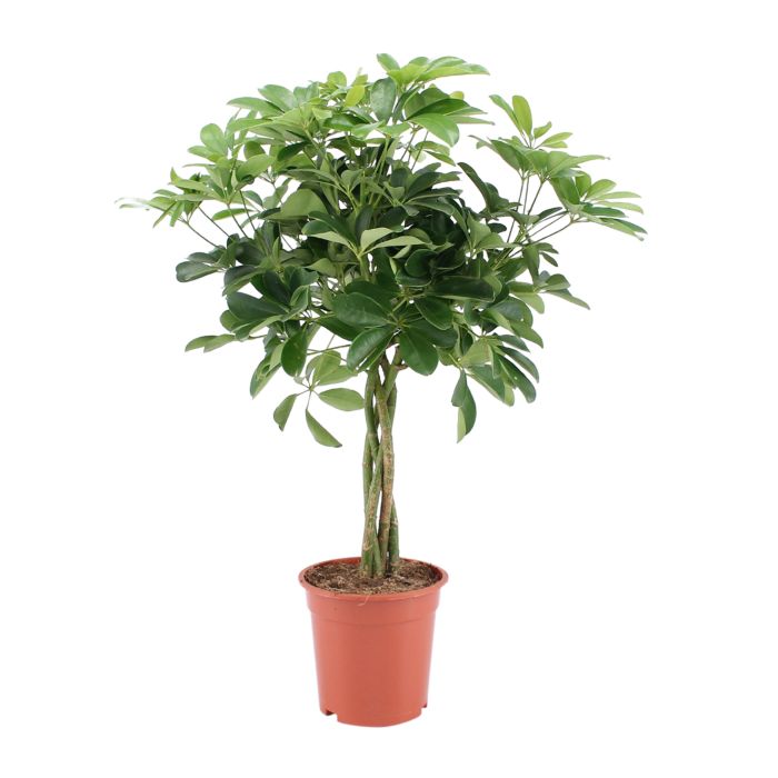 Schefflera Arboricola Nora