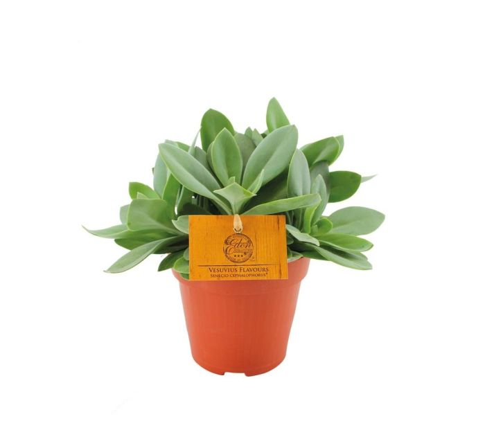 Senecio Cephalophorus