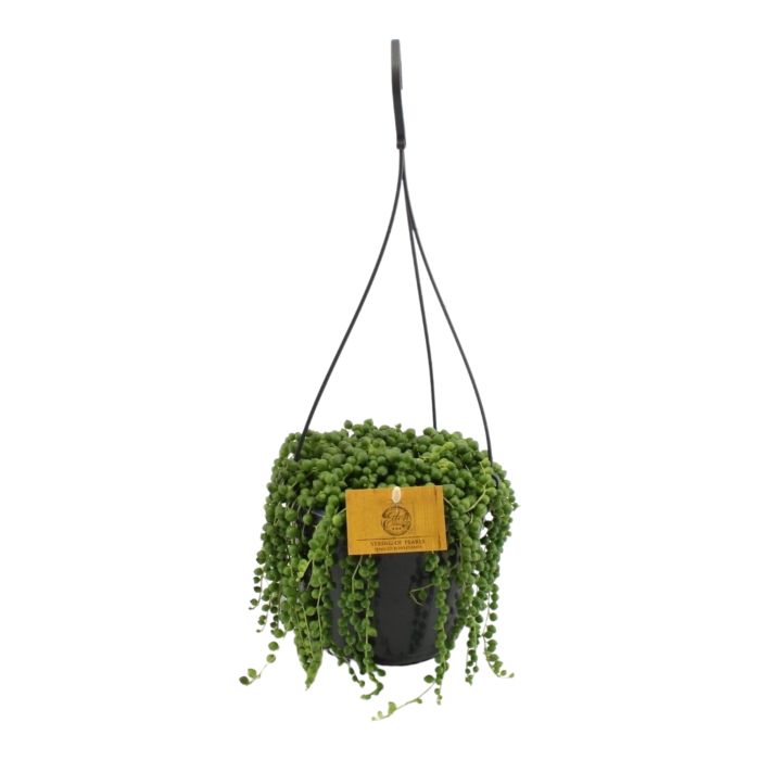 Senecio Rowleyanus (hangplant)