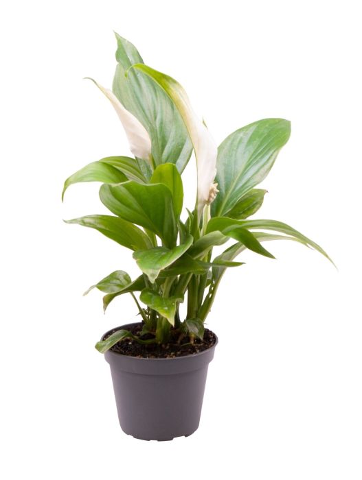 Spathiphyllum
