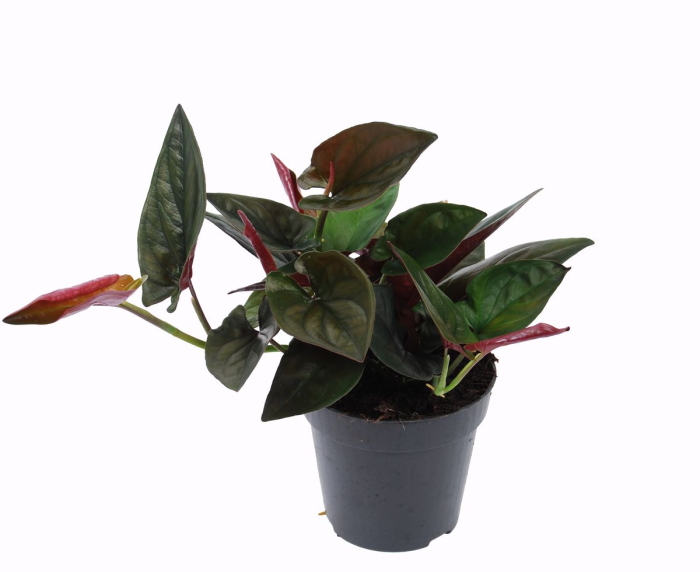 Syngonium erythrophyllum 'Red Arrow'