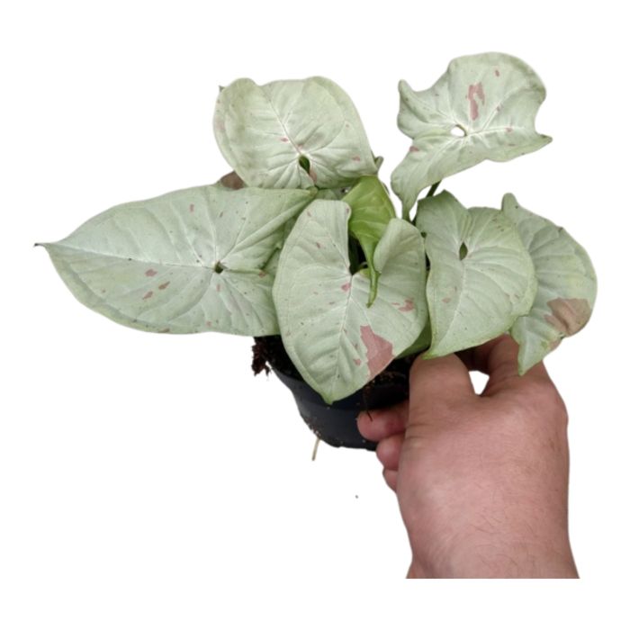 Syngonium Milk Confetti