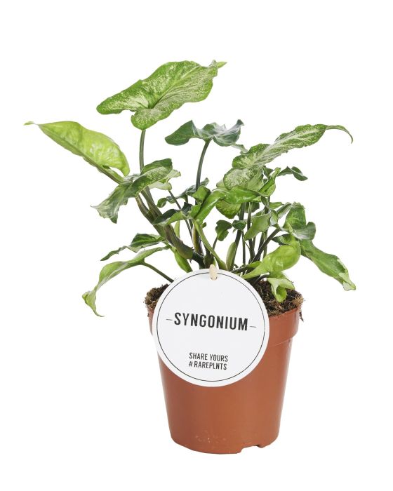 Syngonium Three Kings