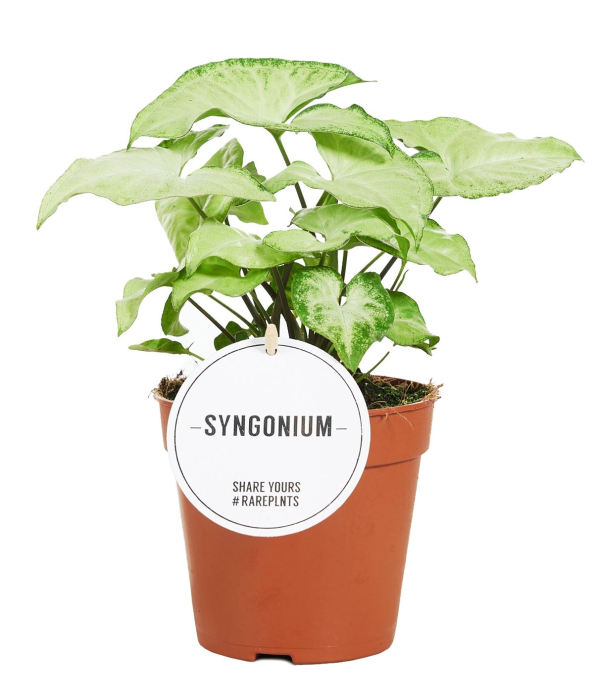 Syngonium White Butterfly