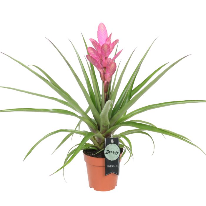 Tillandsia Antonio 