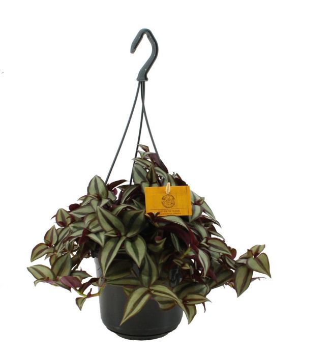 Tradescantia zebrina 'Purpusii' (hangplant)