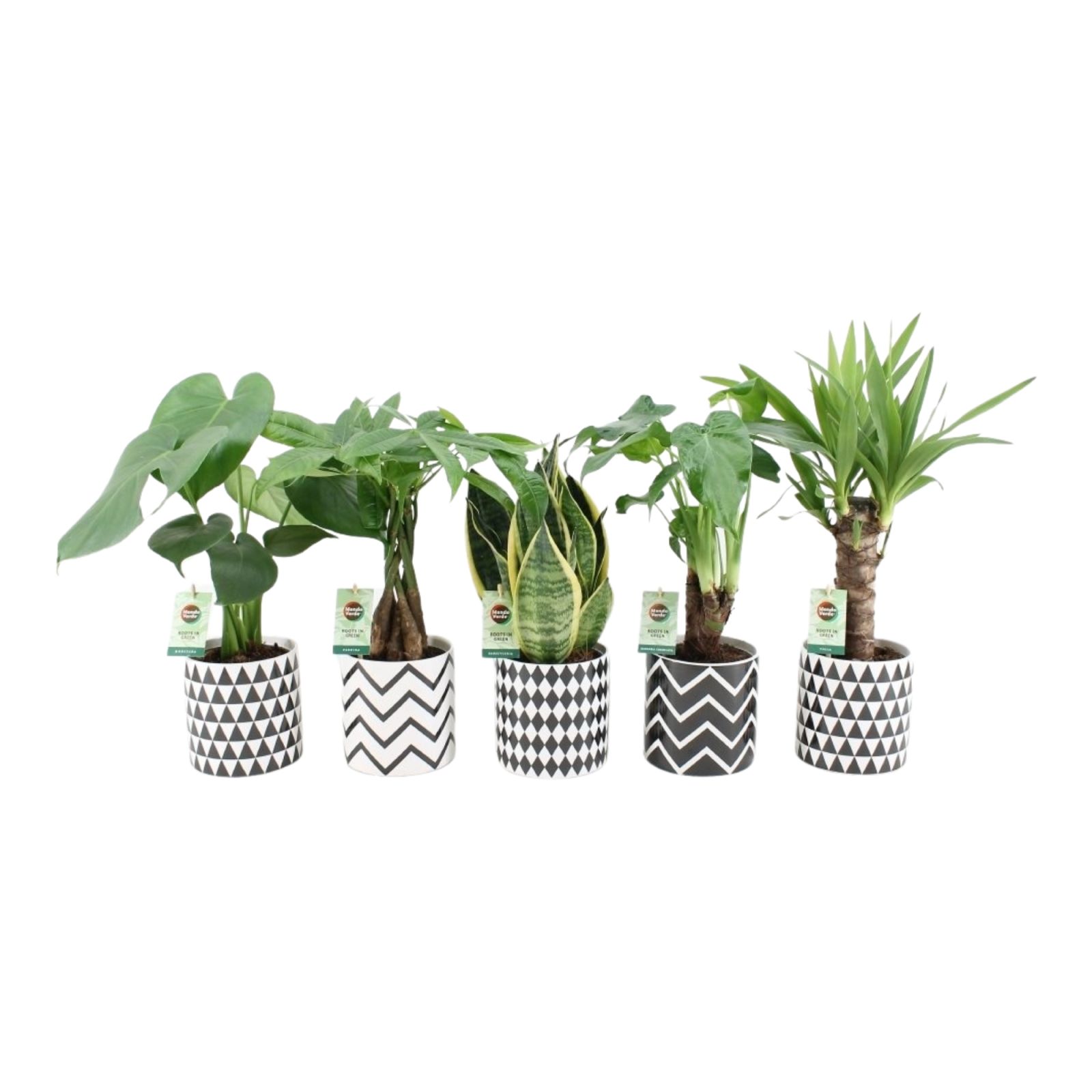 The Guide to Caring for Indoor Plants (Perfect for Beginners)