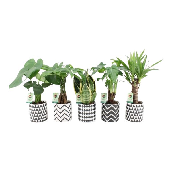 The Guide to Caring for Indoor Plants (Perfect for Beginners)