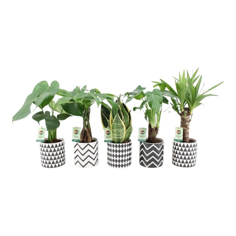 The Guide to Caring for Indoor Plants (Perfect for Beginners)