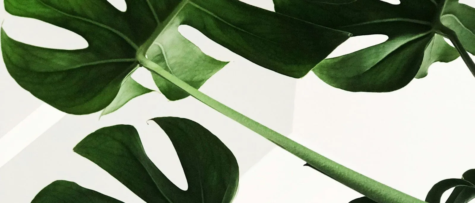Philodendron Piper Sylvaticum - DecornerPlant