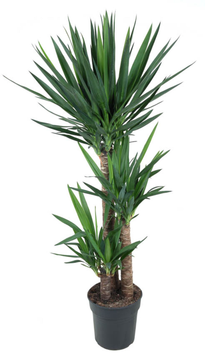 Yucca 